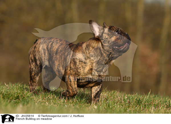 French Bulldog on meadow / JH-05614