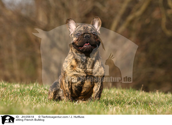 sitting French Bulldog / JH-05618