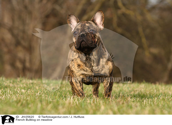 French Bulldog on meadow / JH-05620