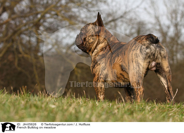 French Bulldog on meadow / JH-05626