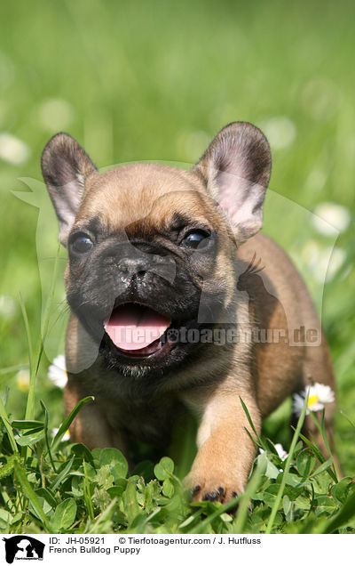 Franzsische Bulldogge Welpe / French Bulldog Puppy / JH-05921