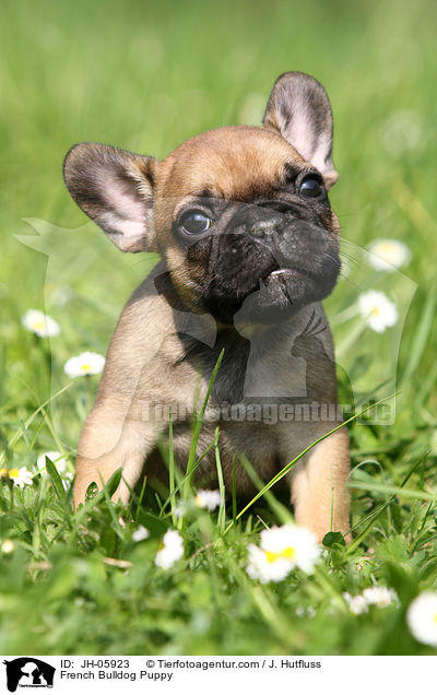 Franzsische Bulldogge Welpe / French Bulldog Puppy / JH-05923
