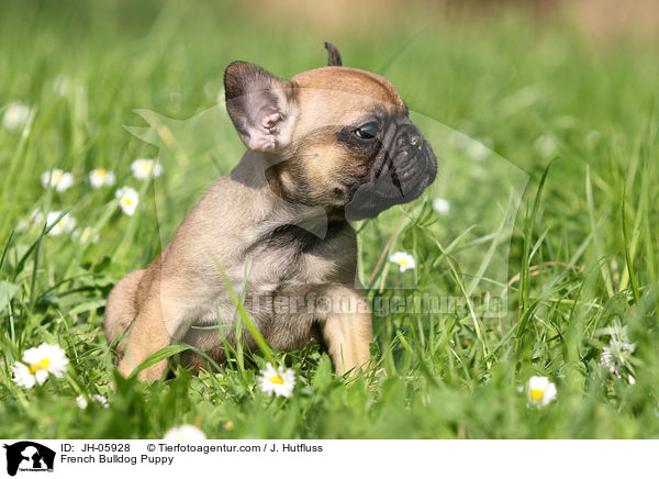 French Bulldog Puppy / JH-05928