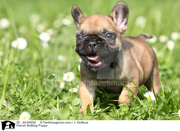 Franzsische Bulldogge Welpe / French Bulldog Puppy / JH-05929