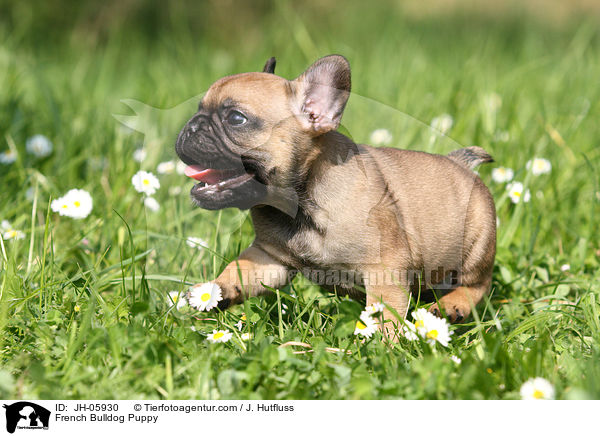 French Bulldog Puppy / JH-05930