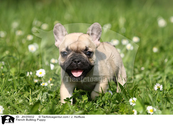 French Bulldog Puppy / JH-05932