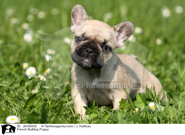 French Bulldog Puppy / JH-05935