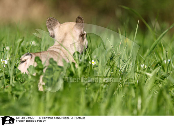 Franzsische Bulldogge Welpe / French Bulldog Puppy / JH-05939