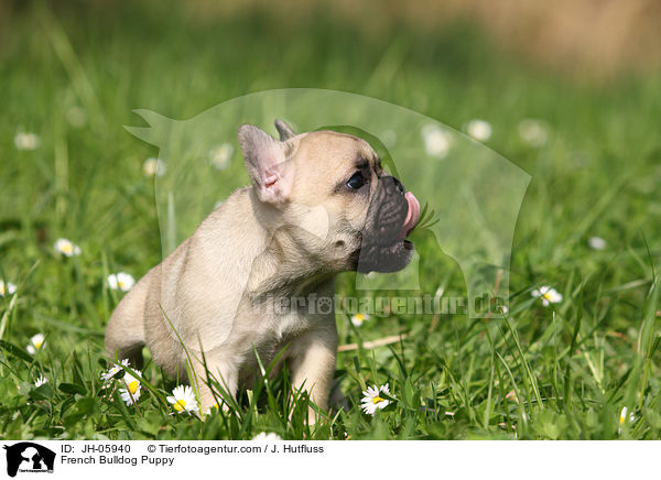 French Bulldog Puppy / JH-05940
