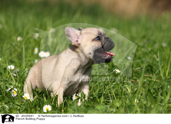Franzsische Bulldogge Welpe / French Bulldog Puppy / JH-05941
