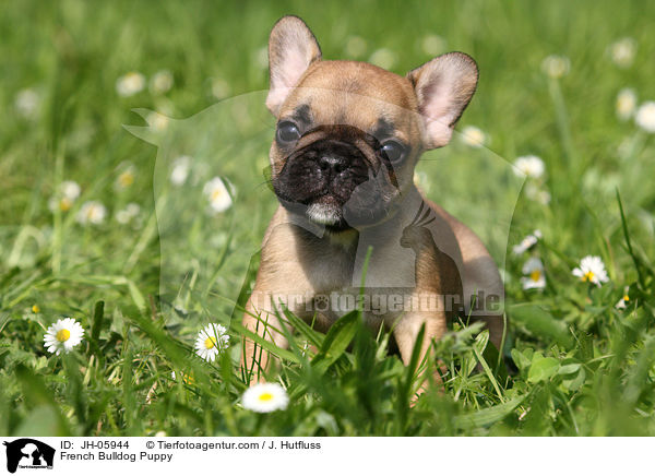 Franzsische Bulldogge Welpe / French Bulldog Puppy / JH-05944
