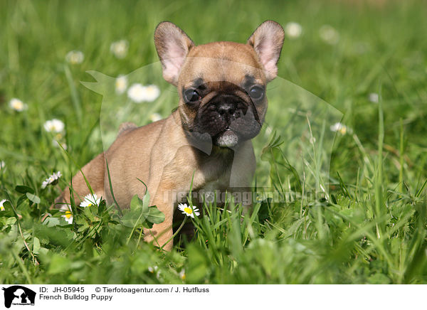 French Bulldog Puppy / JH-05945