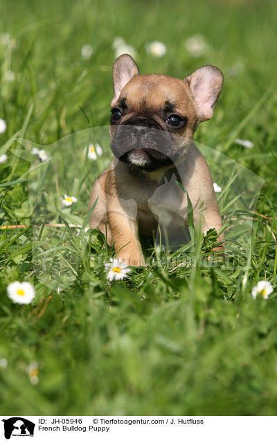 French Bulldog Puppy / JH-05946