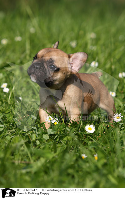 French Bulldog Puppy / JH-05947