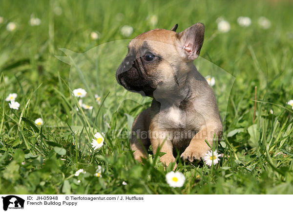 French Bulldog Puppy / JH-05948