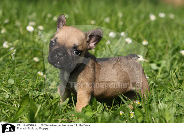 French Bulldog Puppy / JH-05949