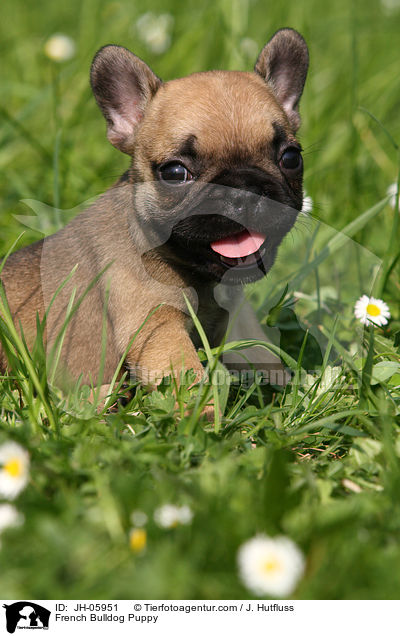 French Bulldog Puppy / JH-05951