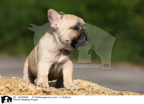 French Bulldog Puppy / JH-05955