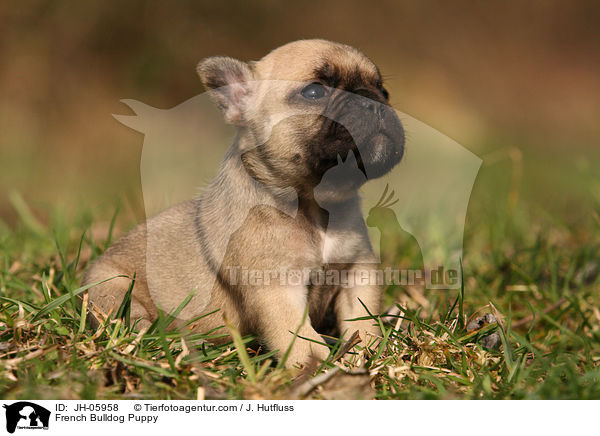Franzsische Bulldogge Welpe / French Bulldog Puppy / JH-05958