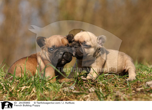 Franzsische Bulldogge Welpe / French Bulldog Puppy / JH-05960