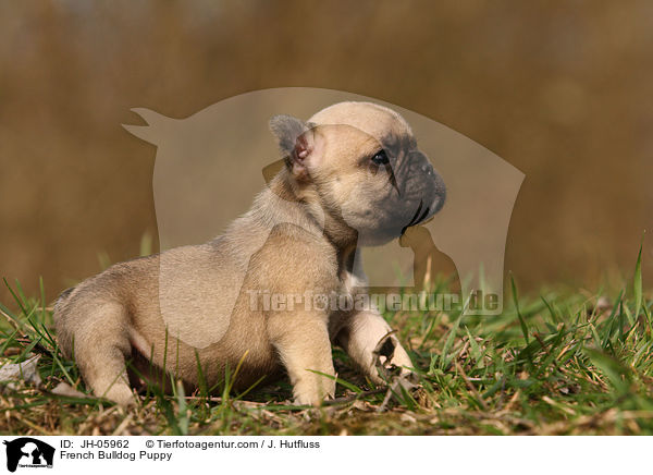 French Bulldog Puppy / JH-05962
