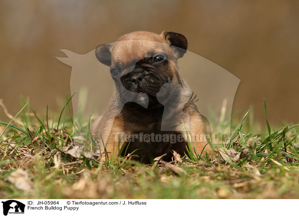 Franzsische Bulldogge Welpe / French Bulldog Puppy / JH-05964