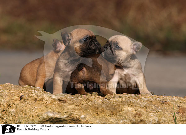 Franzsische Bulldogge Welpe / French Bulldog Puppy / JH-05971