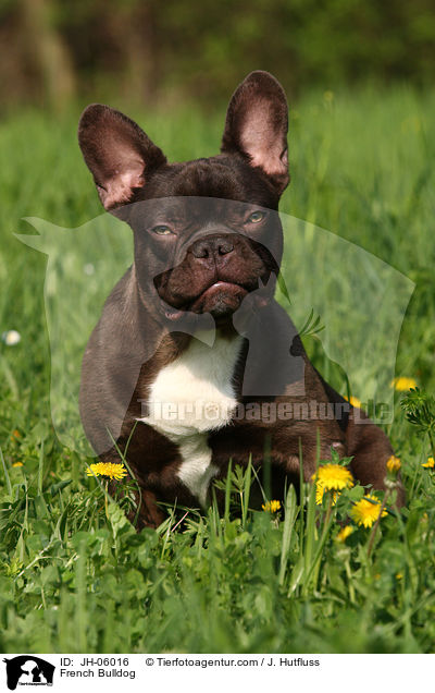 Franzsische Bulldogge Rde / French Bulldog / JH-06016