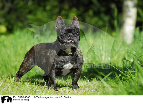 Franzsische Bulldogge / french bulldog / SST-04508