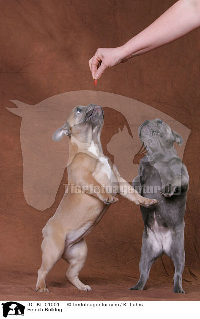 French Bulldog / KL-01001