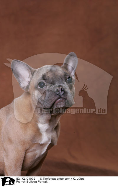 French Bulldog Portrait / KL-01002
