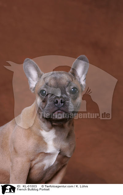 French Bulldog Portrait / KL-01003