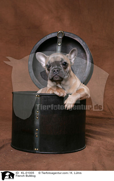 French Bulldog / KL-01005