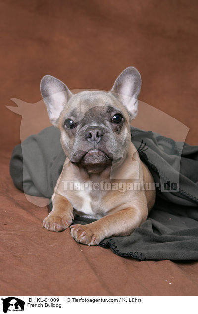 Franzsische Bulldogge / French Bulldog / KL-01009