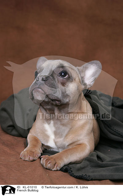 French Bulldog / KL-01010