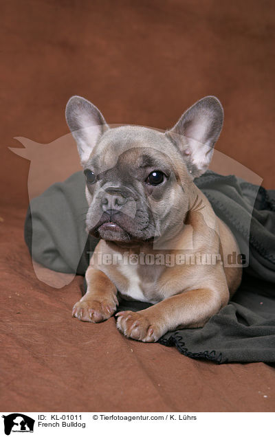 French Bulldog / KL-01011