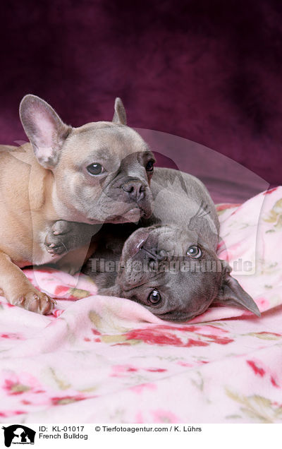 French Bulldog / KL-01017