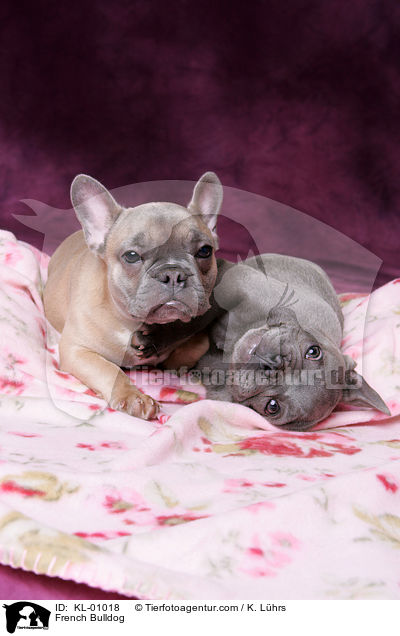 French Bulldog / KL-01018