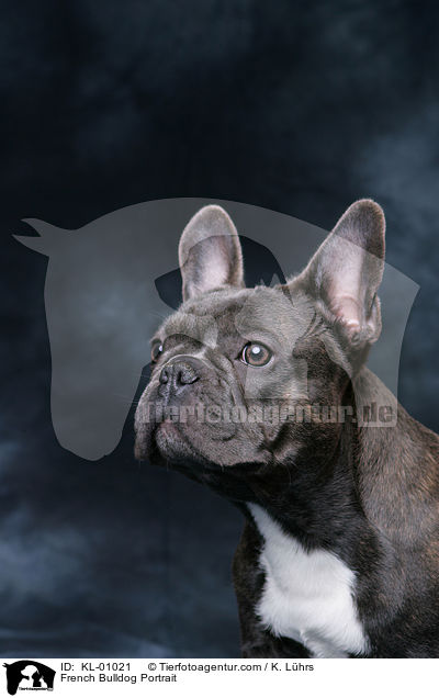 French Bulldog Portrait / KL-01021