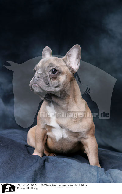 French Bulldog / KL-01025