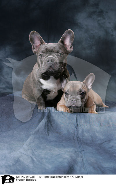 French Bulldog / KL-01026