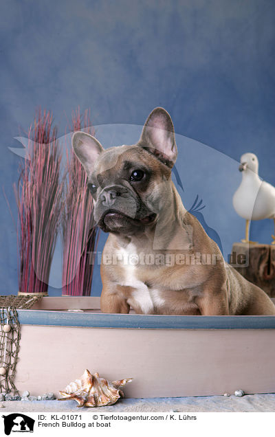 Franzsische Bulldogge im Boot / French Bulldog at boat / KL-01071