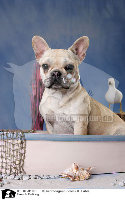 French Bulldog / KL-01080