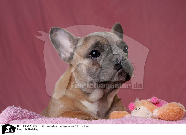 Franzsische Bulldogge / French Bulldog / KL-01089