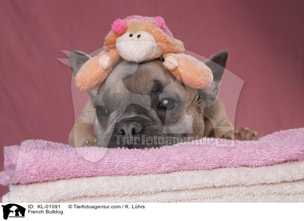 French Bulldog / KL-01091