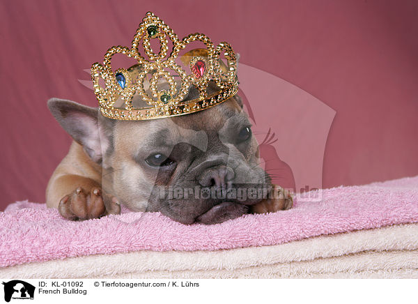 French Bulldog / KL-01092
