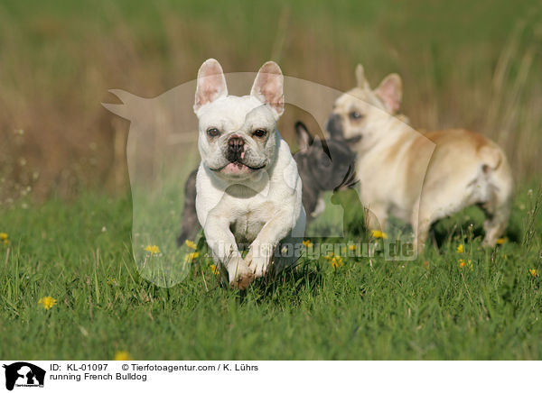 running French Bulldog / KL-01097