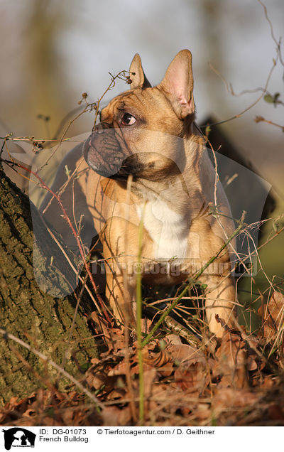 French Bulldog / DG-01073