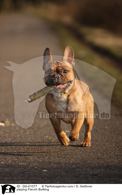 playing French Bulldog / DG-01077