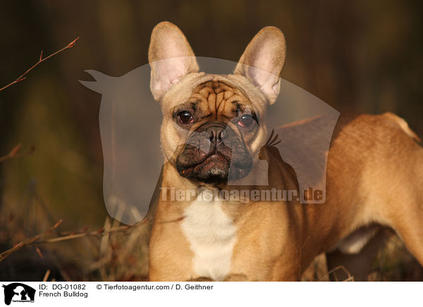 French Bulldog / DG-01082
